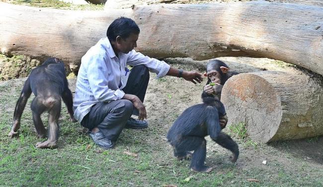 Alipore Zoo shifts trio-chimps to enclosure