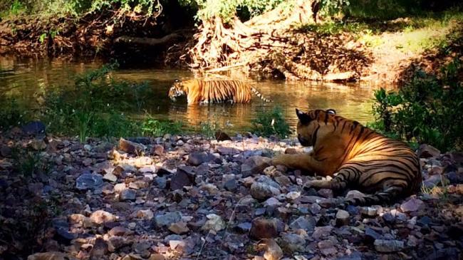 Pulkit Samrat goes on jungle safari