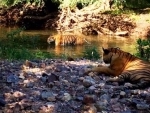 Pulkit Samrat goes on jungle safari