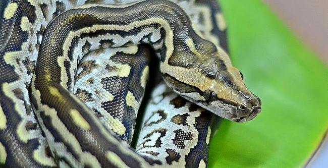 Two rock python hatchlings unveiled in Kolkata zoo