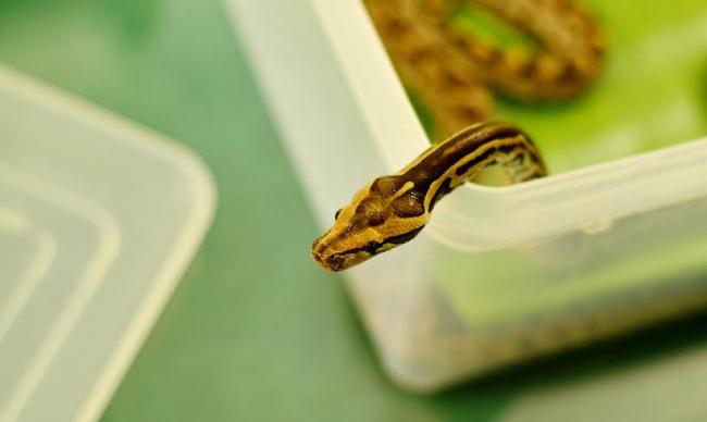 Two rock python hatchlings unveiled in Kolkata zoo