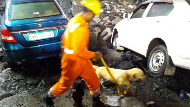 Kolkata bridge collapse: NDRF brings trained dog to find if anyone is trapped under the wreckage