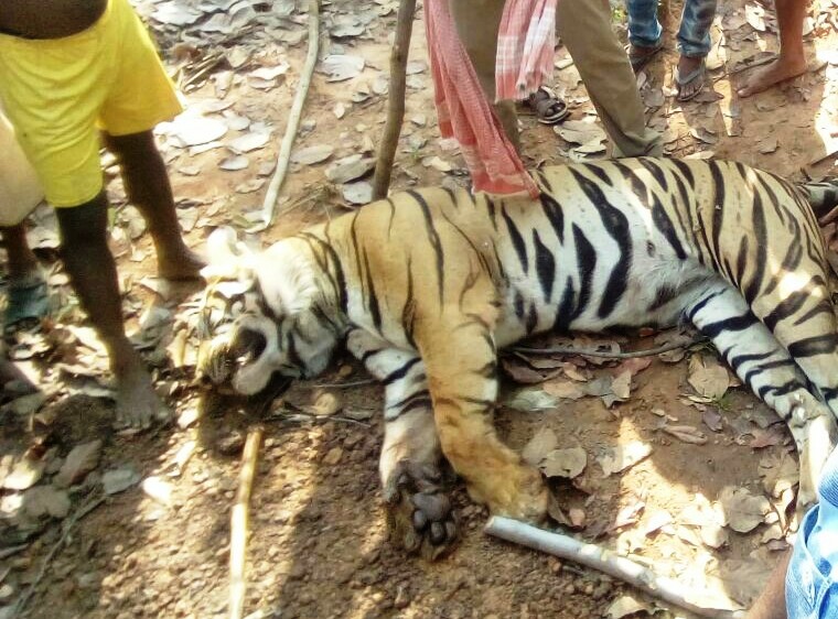 West Bengal: Lalgarh forest tiger found dead