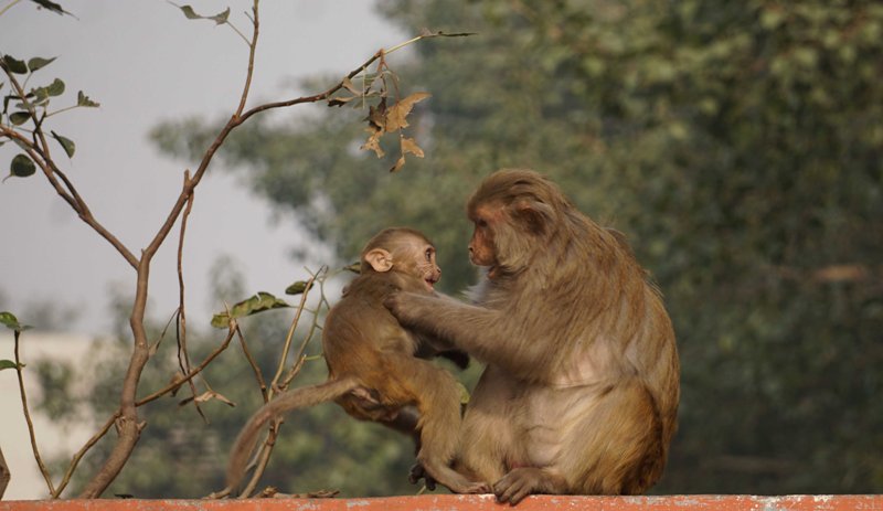 Winter in Delhi: Mother monkey looks after her baby with care