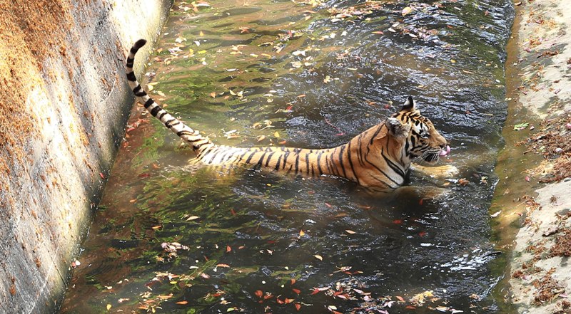 Tiger takes bath in Kerala