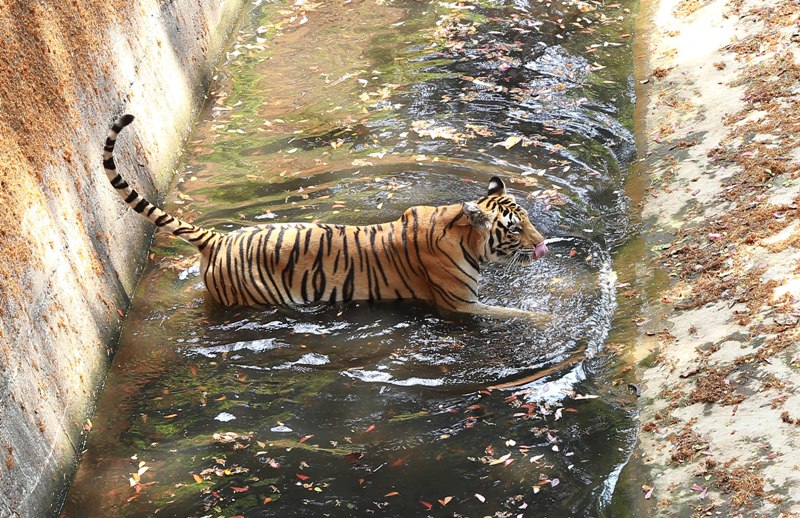 Tiger takes bath in Kerala