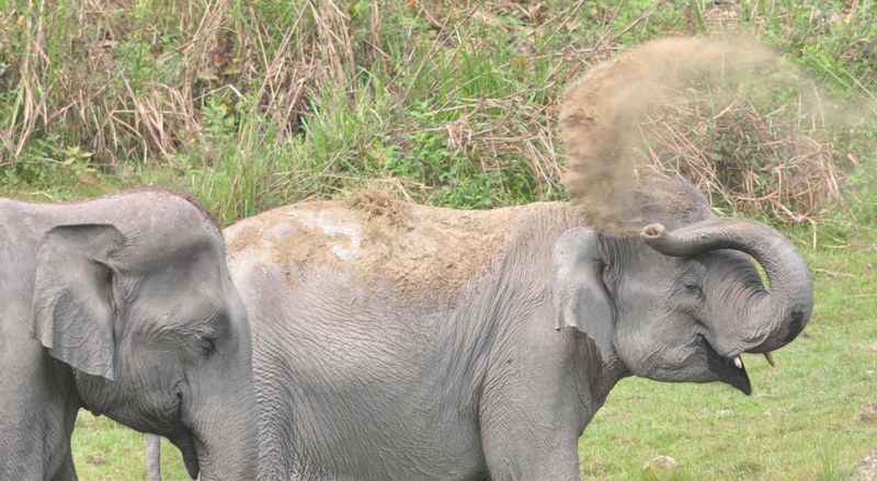 Indian Rihnos,,Wild Elephant in Kaziranga National Park