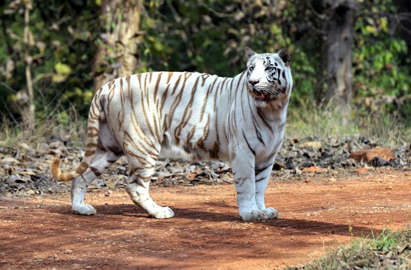 India's maiden white tiger Safari at Mukundpur