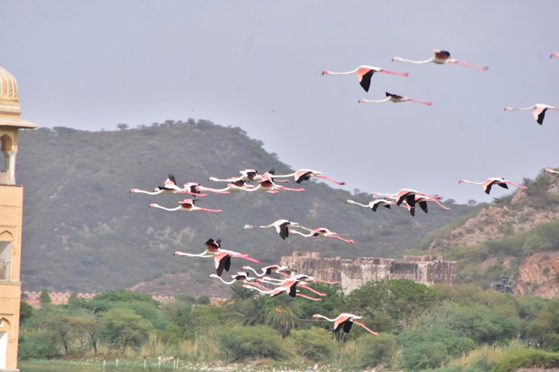 Flamingoes in Jaipur