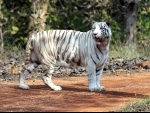 India's maiden white tiger Safari at Mukundpur