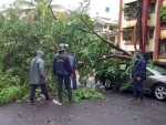 Cyclone Nisarga uproots tree in Pune
