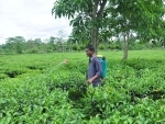 Farmer spray medicine at tea garden in Tezpur