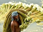 A villager carrying bundles of water lilies in rural Bangladesh