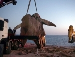 Crane removes an eight-meter-long dead whale in Athena Athens*