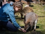 A girl feeds a kangaroo in Symbio Wildlife Park in Sydney, Australia