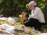 A farmer harvests grape at a vineyard in Uzbekistan