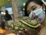 Woman holds Ball python during Pet Expo Thailand 2020 in Bankok