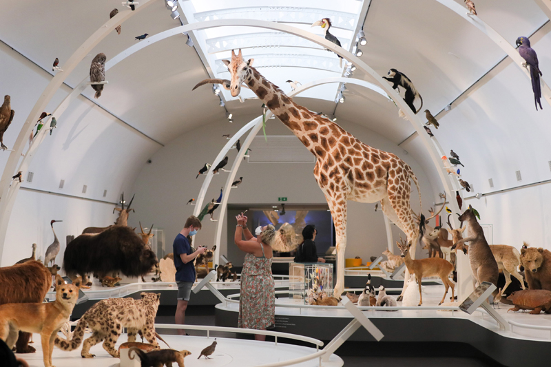 People take photos of the exhibits at the Museum of Royal Belgian Institute of Natural Sciences in Brussels