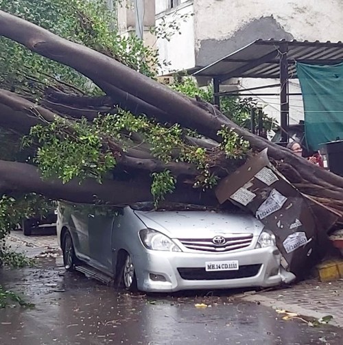 Cyclone Nisarga uproots tree in Pune