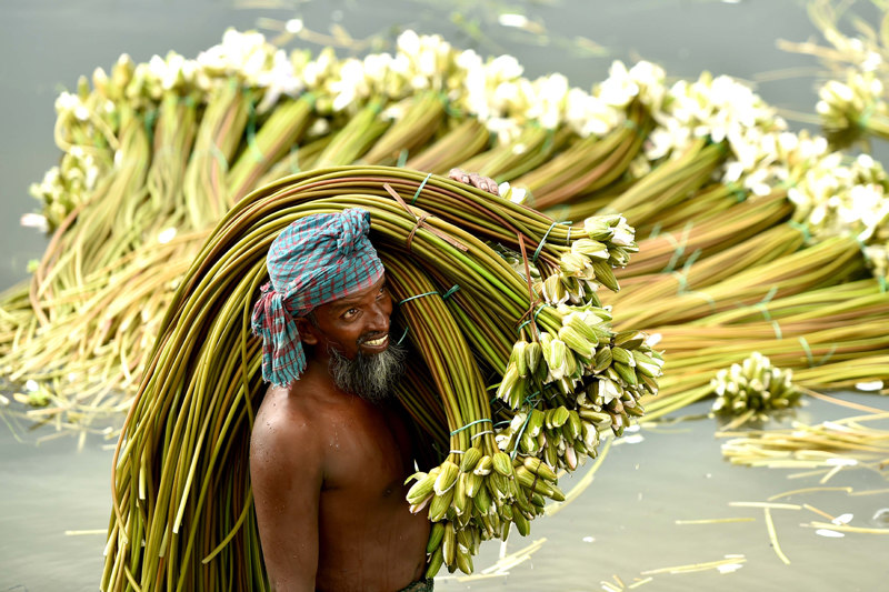 A villager carrying bundles of water lilies in rural Bangladesh