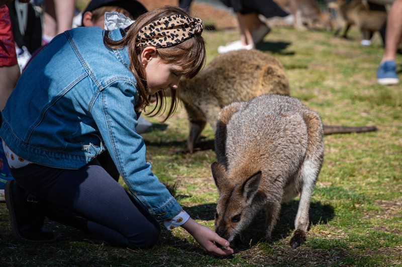 A girl feeds a kangaroo in Symbio Wildlife Park in Sydney, Australia