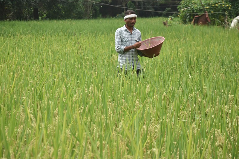 Farmer works on paddy field in Ranchi