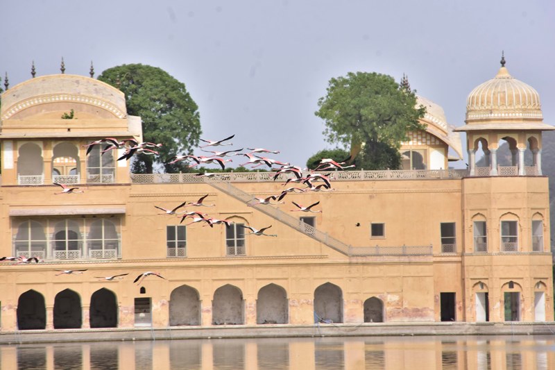 Flamingoes in Jaipur