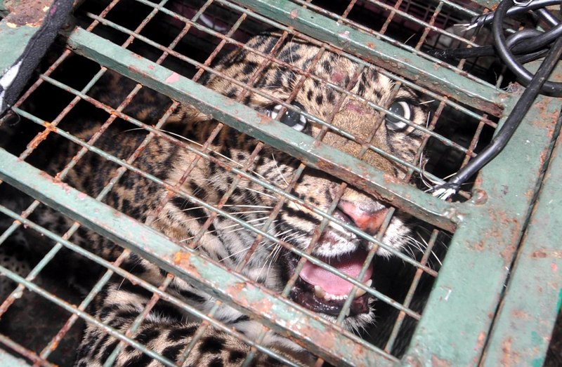 Female Leopard caged in Guwahati