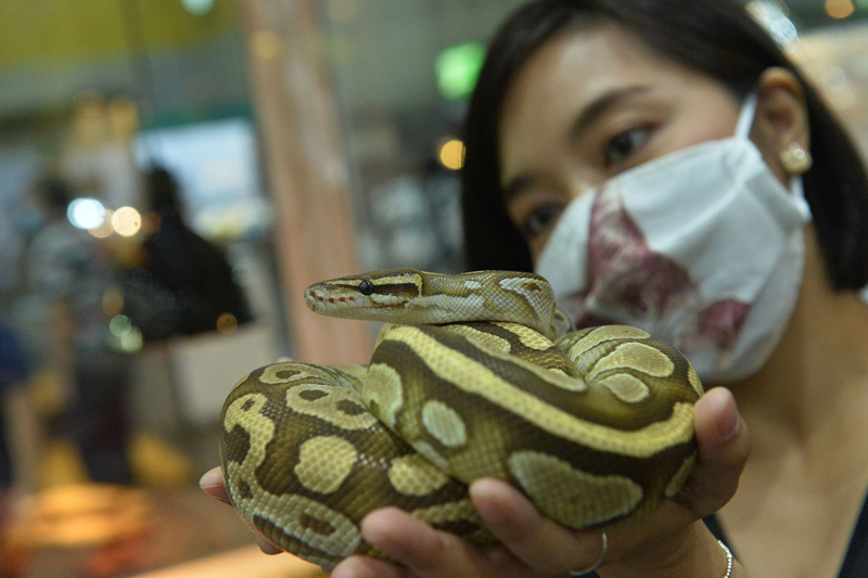 Woman holds Ball python during Pet Expo Thailand 2020 in Bankok