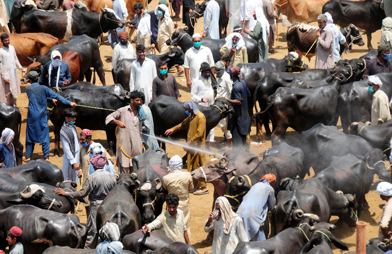 Pakistan: People visit a livestock market ahead of the Eid al-Adha festival