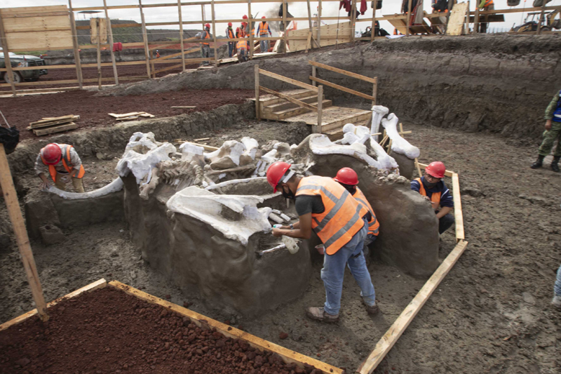 Mexico: Archeologists excavate bones of mammoth skeletons found at the construction site of airport