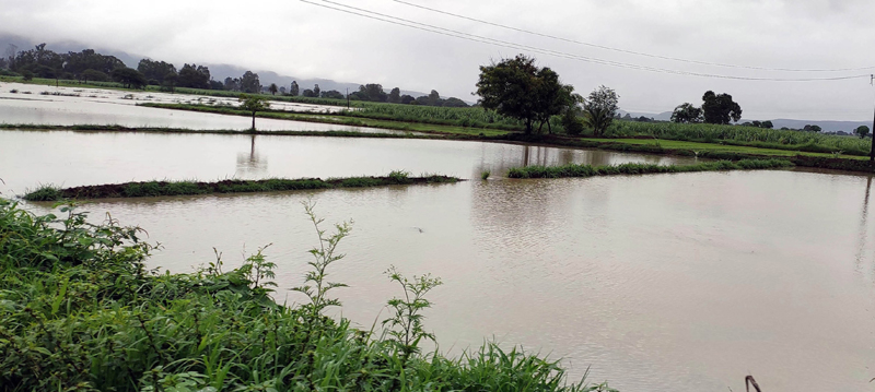 Belagavi: Rain water enters agriculture field