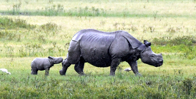 A calf of a one horned Rhino graze at Pobitora Wildlife sanctuary