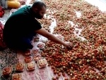 Glimpes of Kashmir’s first crop 'strawberry' production