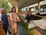 BJP MP Hema Malini worships cows on Gopastami in Vrindavan