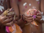 Workers of Durgabari Tea Garden in Agartala hold a pair of frogs in prayers for rain
