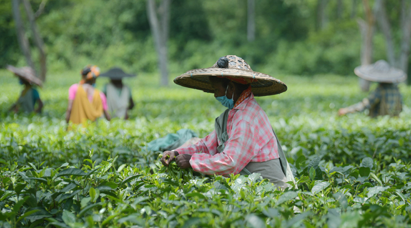 A view of workers at Agartala tea garden to observe International Tea Day