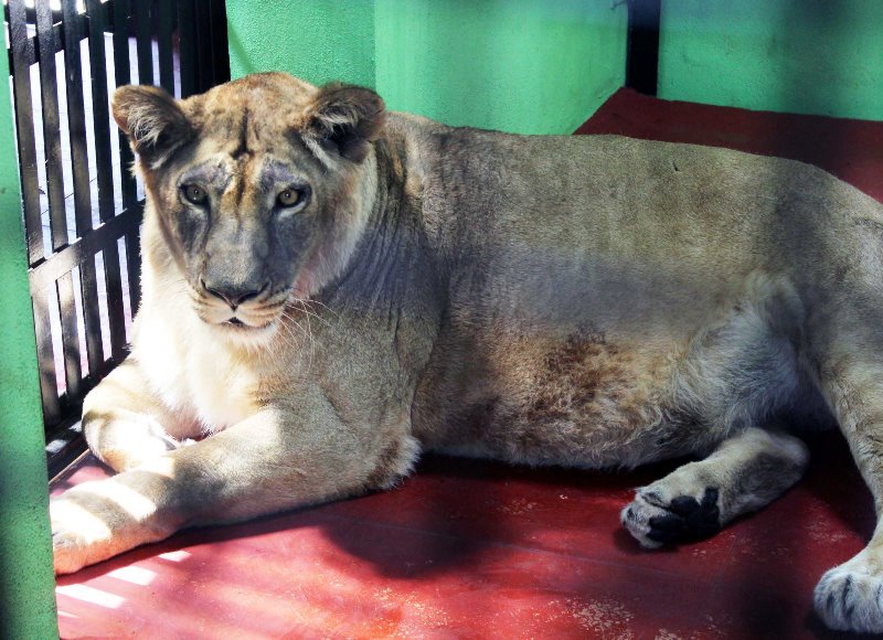 Karnataka: Lions brought from Bannerghatta to Bootharamanatti Zoo