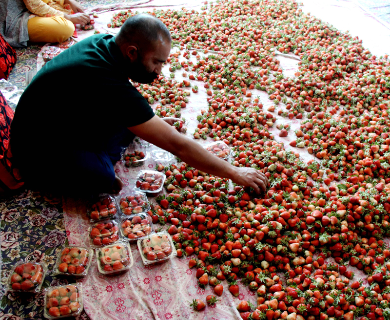 Glimpes of Kashmir’s first crop 'strawberry' production