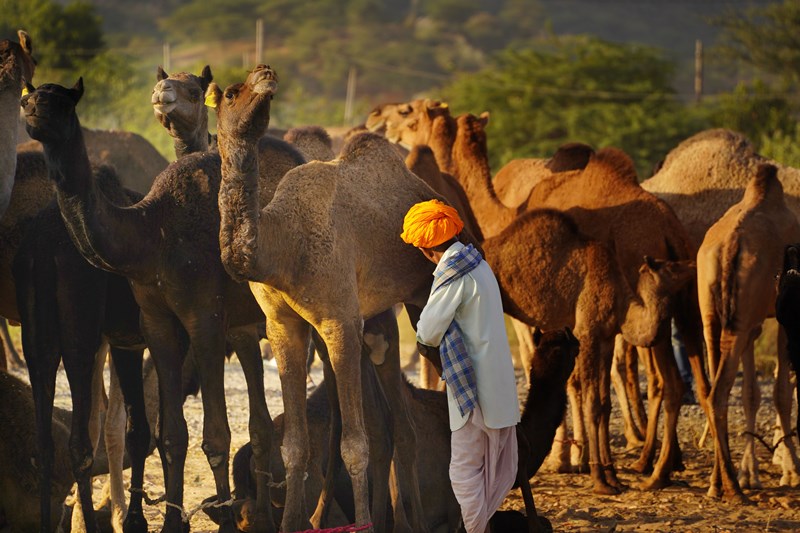 Camel herders on way to annual Pushkar fair in Rajasthan