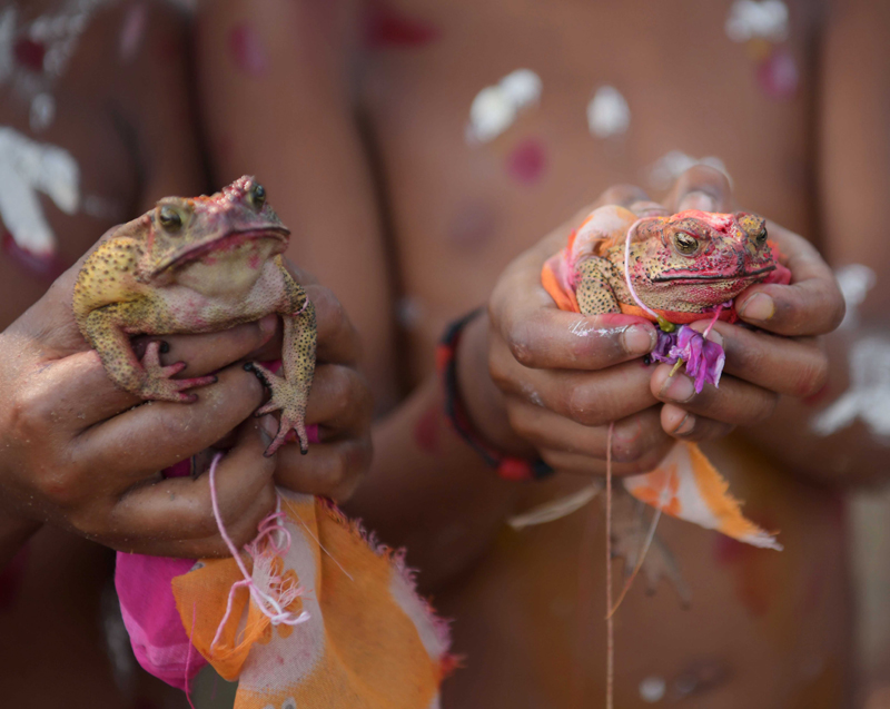 Workers of Durgabari Tea Garden in Agartala hold a pair of frogs in prayers for rain