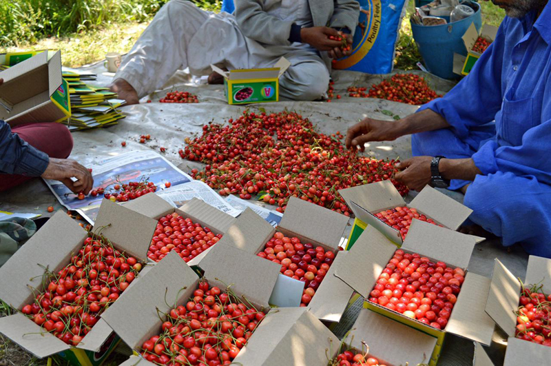 Kashmir: Freshly harvested cherries being sorted for export