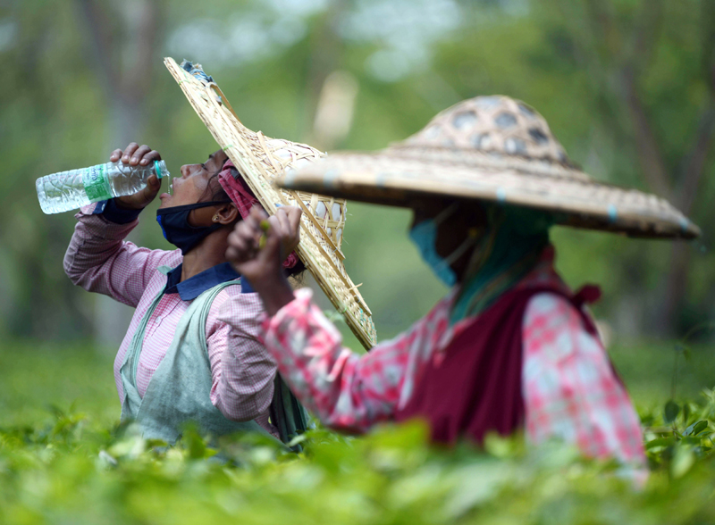 Tea garden worker quenching her thirst
