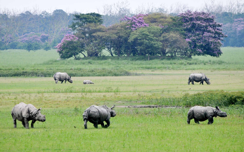 A glimpse of Rhinos grazing in Assam's Pobitra wildlife sanctuary