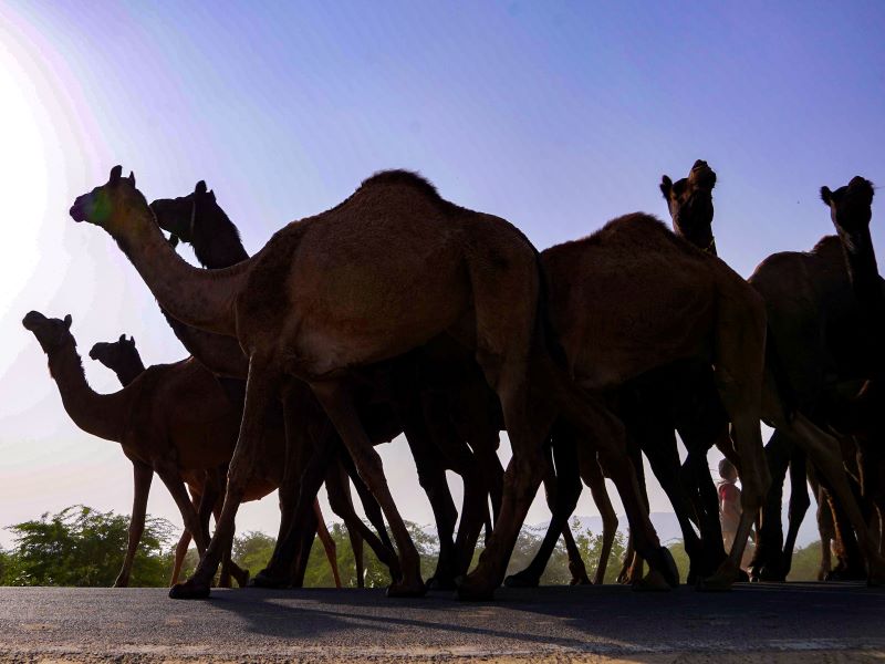 Camel traders cluster in annual Pushkar fair in Rajasthan