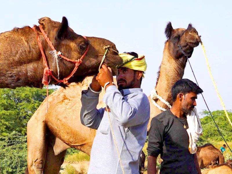 Camel traders cluster in annual Pushkar fair in Rajasthan
