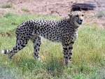 PM Modi releases 8 Namibian cheetahs in Madhya Pradesh national park