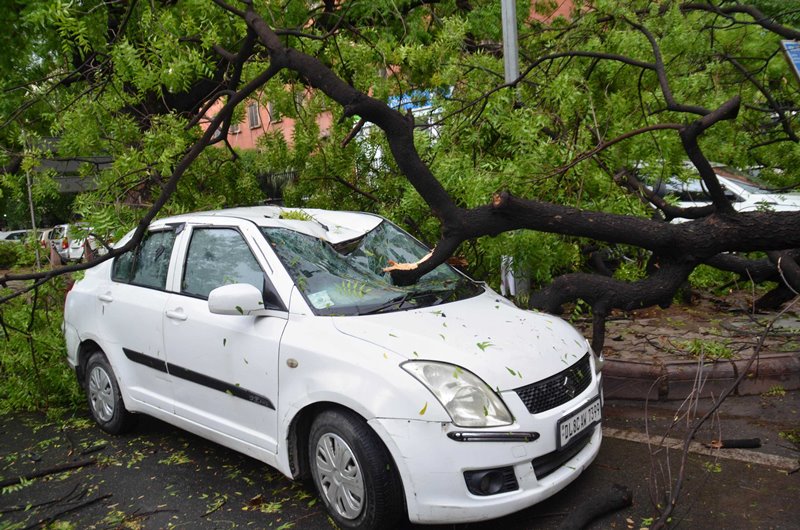 An uprooted tree falls on car during heavy rainfall in Delhi