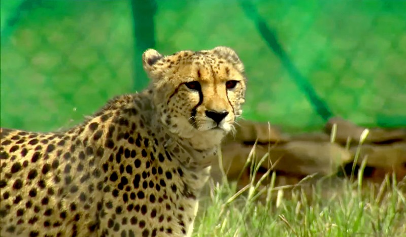 PM Modi releases Namibian Cheetahs in Kuno National Park