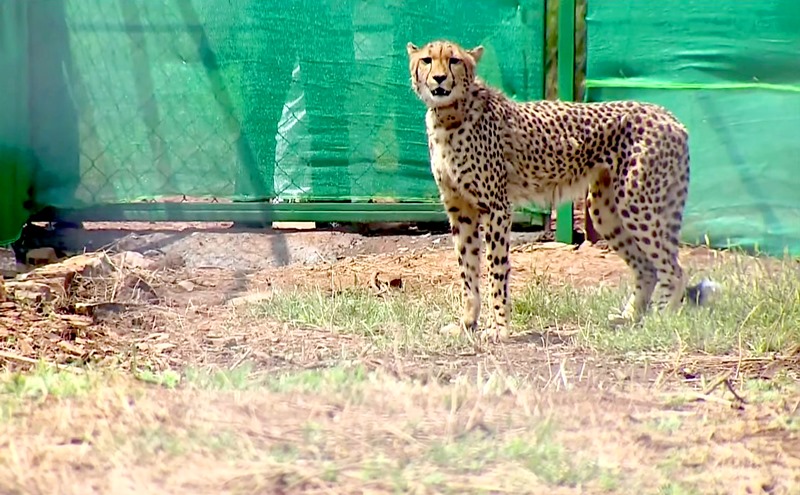 PM Modi releases Namibian Cheetahs in Kuno National Park